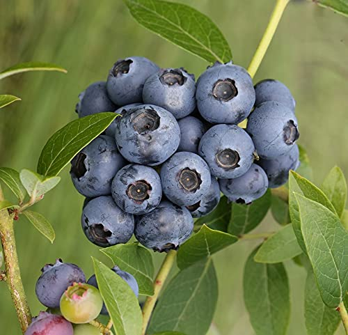 Heidelbeere `Elisabeth´, Blaubeere, Vaccinum corymbosum, ca. 30-60cm im Topf