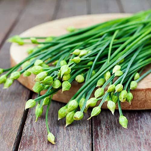 Haloppe Semi di erba cipollina all'aglio da 100 pezzi per piantare il giardino di casa, semi di erba cipollina all'aglio semi di piante da cucina per l'azienda agricola Semi