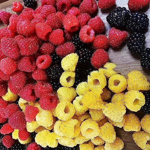 100 Piezas Semillas De Frambuesa Resistentes - Frambuesa - Semillas De Frutas, Bonsái (Rubus Idaeus) Fruta De Zapote, Semilla Orgánica Plantas Resistentes En Macetas, Regalo De Jardín.