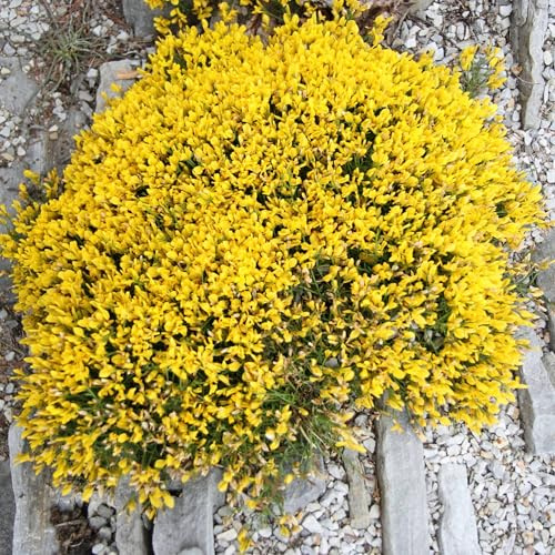 Vivai le Georgiche - Pianta vera di Genista lydia Ginestra, Scopa lidia - vaso Ø 19 cm - altezza alla vendita 20-30 cm