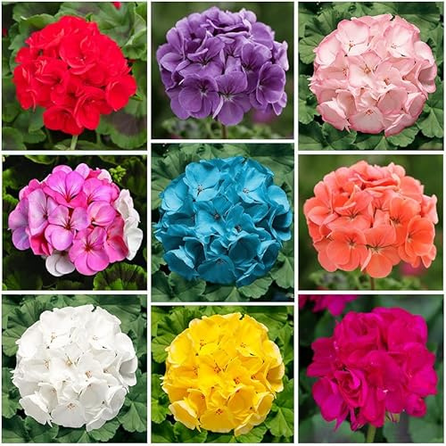 20Pcs Perennial Geranium Seeds for Planting - Hardy Flowering Ground Cover for Rock Gardens,Long-Blooming & Drought-Tolerant