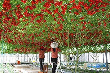VISTARIC 1 paquete, 50 semillas/paquete, Tomate perenne árboles gigantes, invernadero exterior disponible, semillas de tomate de carne