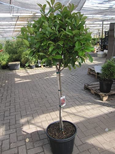 Photinia fraseri Little Red Robin - Glanzmispel Little Red Robin - Hochstamm 80
