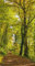 Türposter 87x200cm WALD Türaufkleber Möbelfolie Natur Wandern Buche Blätter 966tp