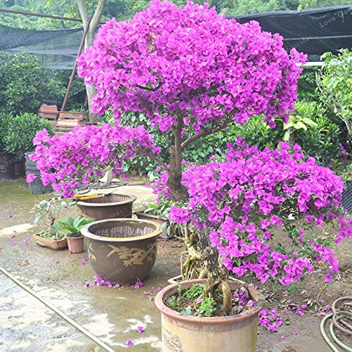 Pinkdose 100 Stücke Lila Bougainvillea Glabra Bonsai Spectabilis Willd Bonsai Pflanze Bouganvilla Bonsai Blume Topf plan