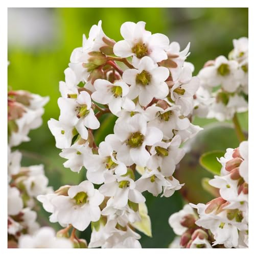 1 x Bergenia cordifolia 'Beach' (Winterhart/Stauden/Staude/Mehrjährig/Immergrün/Bodendecker) Bergenie - Pflegeleicht und vielseitig, ein echter Hingucker - Bienenfreundlich - von Stauden Gänge