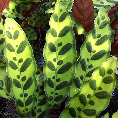 Famosa Pianta Calathea Serpente a Sonagli |Pianta da Interni |Pianta Regalo in Vendita 40-50cm