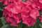 Hydrangea macrophylla 'Hot Red' 30-40 cm - Hortensie, leuchtend rote Blüten, Blütezeit Juni-September, ideal für Kübel, pflegeleicht und winterhart