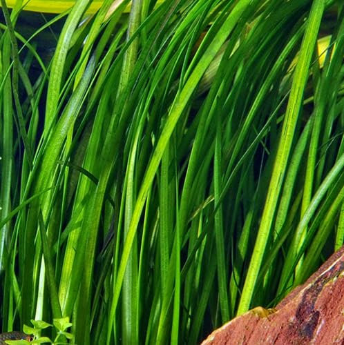 Lot de 5 vallisneria spiralis plantes aquarium