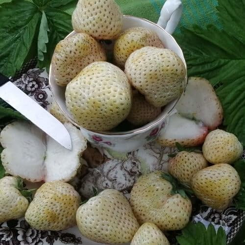 Plant World Seeds - Strawberry White Snowball Seeds (Edible Berry Seeds)