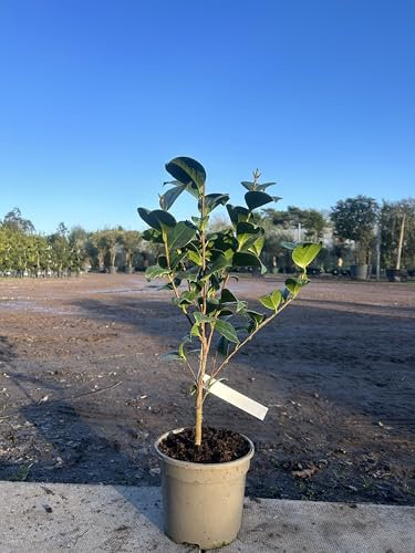 Camellia Japonica 'Madame Cachet' Plant, White Double Flowers, Evergreen Shrub, 70cm 3L