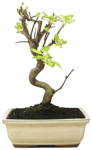 Bonsái Manzano Natural Planta para Decorar el Hogar Árbol Malus