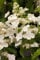 Hydrangea paniculata 'Levana' ca. 9x9 cm Topf - Rispenhortensie, weiße Blüten, Blütezeit Juli-September, ideal für Rabatten, pflegeleicht und winterhart