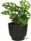 Monstera Monkey Leaf dans pot Potenza noir - 30cm - Ø12cm - Plante d'intérieur - Ensemble complet - Plante avec pot