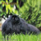 Pekingese Calendar - 2017 Wall Calendars - Calendar 2016 - Dog Breed Calendars - Monthly Wall Calendar by Magnum