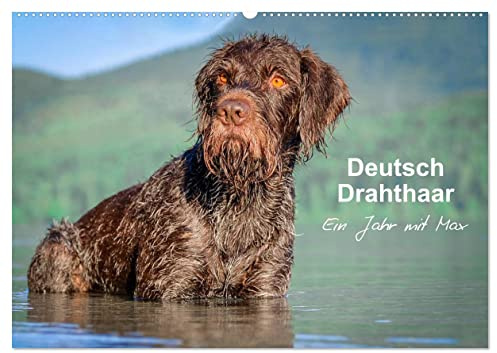 Deutsch Drahthaar - Ein Jahr mit Max (Wandkalender 2026 DIN A2 quer), CALVENDO Monatskalender: Jagdhundästhetik pur für jeden Monat (CALVENDO Tiere)