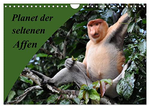 Planet der seltenen Affen (Wandkalender 2026 DIN A4 quer), CALVENDO Monatskalender: Bezaubernde Momentaufnahmen aus den Wäldern Indonesiens, Madagaskars und Malaysias (CALVENDO Tiere)