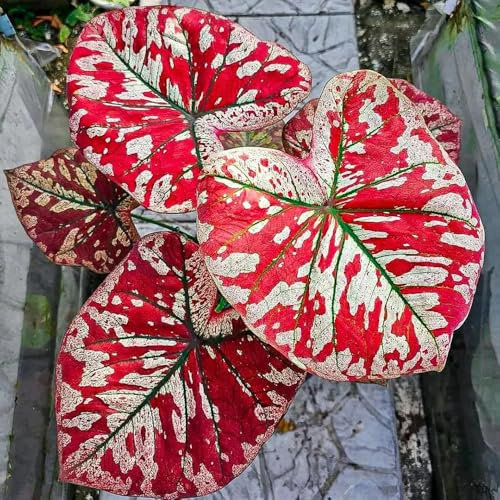 semi di piante di caladium, Piante resistenti per il giardino semi di caladio, Grandi piante da appartamento, fiori decorativi decorazione soggiorno, semi di piante piante in vaso 350pcs