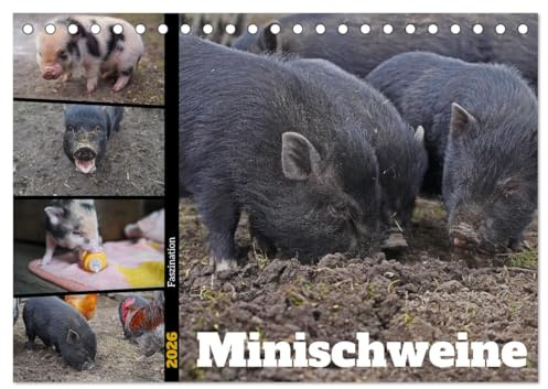 Faszination Minischweine (Tischkalender 2026 DIN A5 quer), CALVENDO Monatskalender: Minischweine in privater Haltung (CALVENDO Tiere)