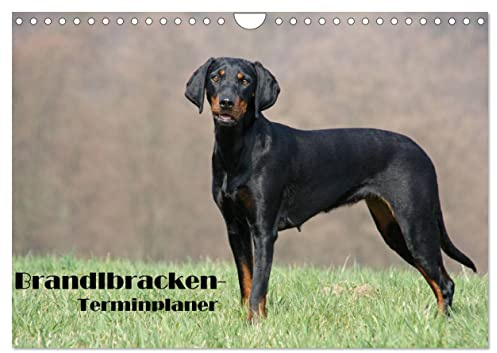 Der Brandlbracken-Terminplaner (Wandkalender 2026 DIN A4 quer), CALVENDO Monatskalender: Die Brandlbracke - für die Jagd geboren (CALVENDO Tiere)