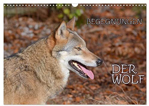 Begegnungen DER WOLF (Wandkalender 2026 DIN A3 quer), CALVENDO Monatskalender: Der Wolf - fantastische Bilder vom Isegrim. (CALVENDO Tiere)
