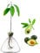 CDIYTOOL Avocado-Samen-Vase, Avocado-Samen, Sprossen, Starter, Pflanzgefäß, Vase, Glas, Blumenzwiebel, Innendekoration