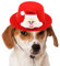 Stronrive Weihnachts-Hundemütze, Haustier-Nikolausmütze | Süße Kostüme für Welpen mit Weihnachtsmann-Elch-Design | Hunde-Weihnachtsoutfit, Katze, Hund, Weihnachtsmütze,