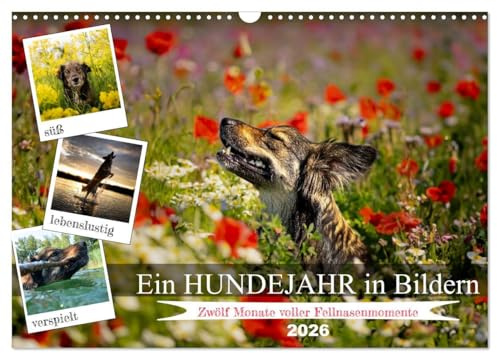 Ein Hundejahr in Bildern (Wandkalender 2026 DIN A3 quer), CALVENDO Monatskalender: Erleben Sie die Jahreszeiten aus der Perspektive eines treuen ... in zwölf fesselnden Fotos. (CALVENDO Tiere)