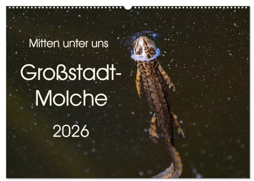 Mitten unter uns - Großstadt-Molche (Wandkalender 2026 DIN A2 quer), CALVENDO Monatskalender: Große und kleine Teichmolche (CALVENDO Tiere)