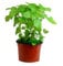 Hierbabuena (Maceta 13 cm Ø) - Planta viva - Planta aromatica