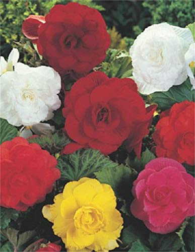 Begonien Großblütig gefüllt gemischt Knollenbegonien Blumenzwiebeln (25 Blumenzwiebeln)