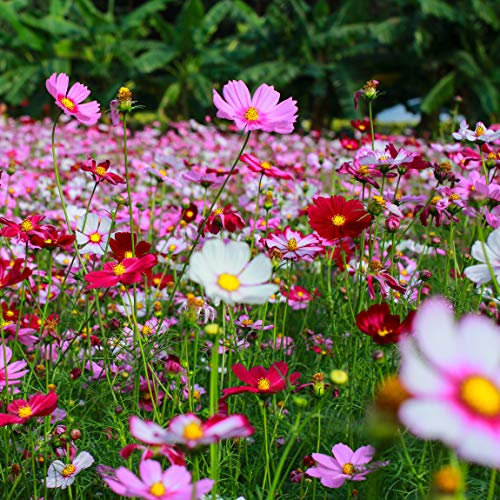 Crazy for Cosmos (Cosmos bipinnatus) Miscela di semi di fiori non OGM-Cosmos Confezione sfusa di 1500+ semi (10g)