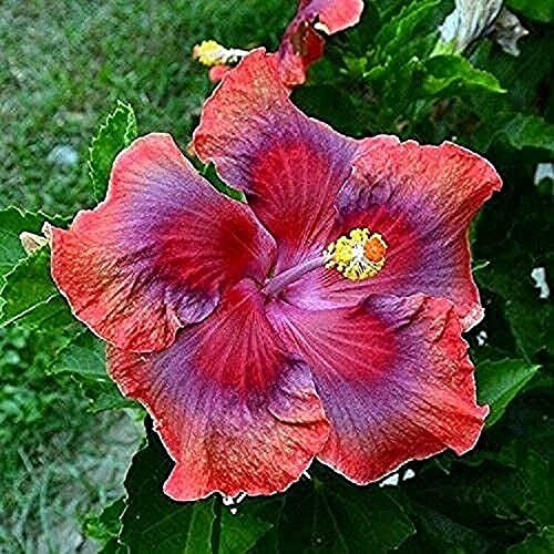 20 Stück Rot Rosa Lila Hibiskus-Samen Staudenblüten Werden Sie Zu Ihrem Hausgarten Große Dekoration Einsteiger-Sorte Effizientes Pflanzen Im Freien