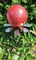 Jürgen Bocker Garten-Ambiente Blütenzauber Rotterdam Rosenkugel 15 cm Edelstahl Gartenstecker Deko mit Stab 80 cm (rot)