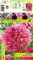 AGRONOM | Dalias - MYRTLE’S FOLLY | Bulbos de flores perennes | Flores Rosa | Se cultivan en jardines de flores, macetas, se plantan en céspedes en flor | Paquete de 1 bulbos de flores