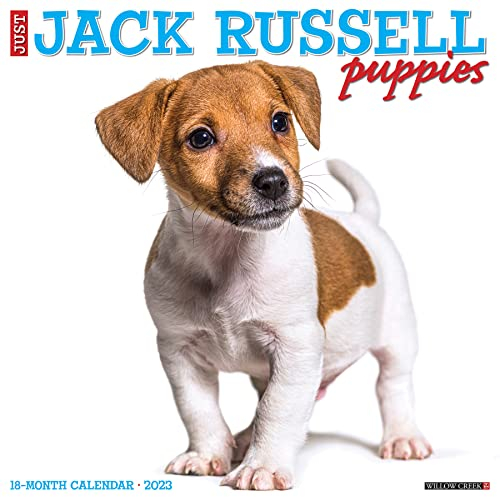 Just Jack Russell Puppies 2023 Wall Calendar
