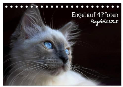 Engel auf 4 Pfoten - Ragdolls 2025 (Tischkalender 2025 DIN A5 quer), CALVENDO Monatskalender