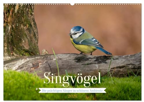 SINGVÖGEL - Die prächtigen Sänger in schönem Ambiente (Wandkalender 2026 DIN A2 quer), CALVENDO Monatskalender: Besonders schöne Aufnahmen unserer Sperlingsvögel. (CALVENDO Tiere)