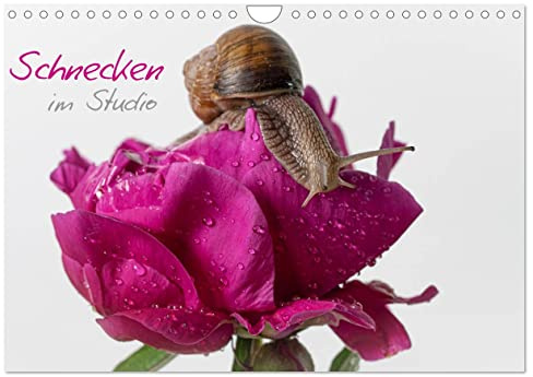 Schnecken im Studio (Wandkalender 2026 DIN A4 quer), CALVENDO Monatskalender (CALVENDO Tiere)