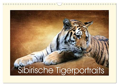 Sibirische Tigerportraits (Wandkalender 2026 DIN A3 quer), CALVENDO Monatskalender: Großkatzen (CALVENDO Tiere)
