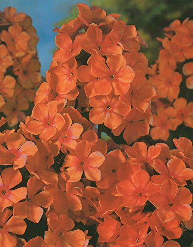 Hoher Phlox paniculata Orange Perfection Flammenblume3 Wurzelstücke Winterhart Staude