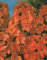Hoher Phlox paniculata Orange Perfection Flammenblume3 Wurzelstücke Winterhart Staude