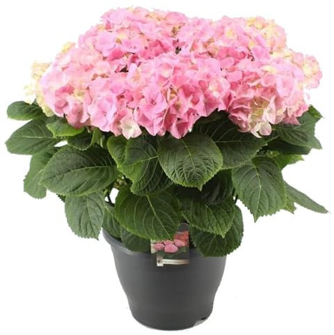 Hortensia (Hydrangea) Natural con Flores Rosas o Fucsias