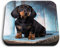1 x Square MDF Fridge Magnet - Sausage Dog Dachshund Puppy 16342
