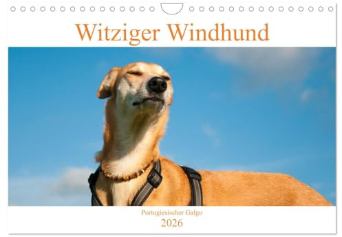 Witziger Windhund - Portugiesischer Galgo (Wandkalender 2026 DIN A4 quer), CALVENDO Monatskalender: Lebensfreude eines zauberhaften Hundes (CALVENDO Tiere)
