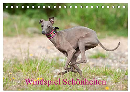 Windspiel Schönheiten (Tischkalender 2026 DIN A5 quer), CALVENDO Monatskalender: Wunderschöne Windspiel Fotos, einfühlsam fotografiert von der Fotografin Angelika Joswig (CALVENDO Tiere)