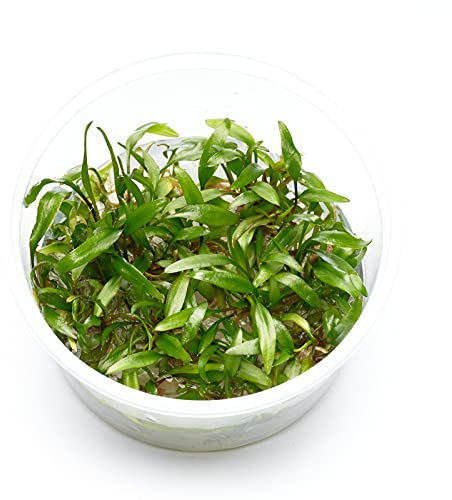 Cryptocoryne beckettii - Becketts Wasserkelch in vitro XL - 8,5cm Bechergröße - in vitro Wasserpflanzen für Aquarien