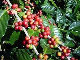 Genipap 60 piezas Coffea canephora robusta Semillas de plantas de café