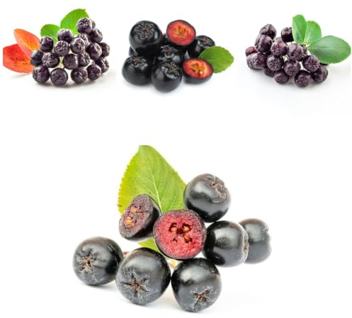 aronia melanocarpa Schwarze Apfelbeeresamen stauden wunderschön 300pcs