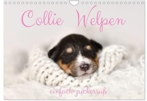 Collie Welpen einfach zuckersüß (Wandkalender 2026 DIN A4 quer), CALVENDO Monatskalender: Wundervolle Fotografien von schlafenden Colliewelpen (CALVENDO Tiere)